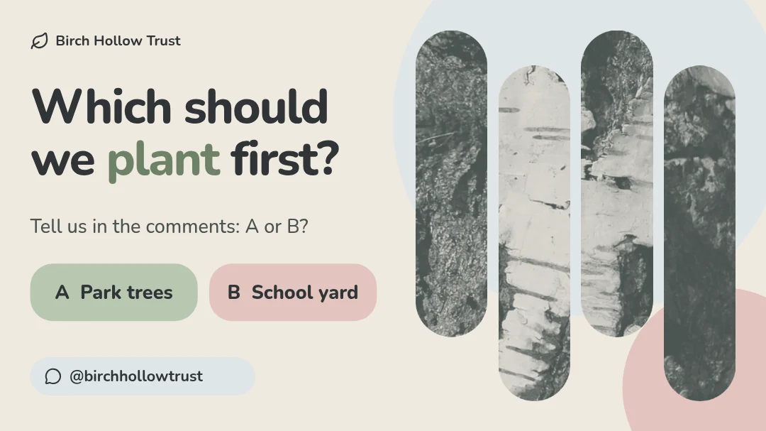 Birch Strips Vote Panel – X post template